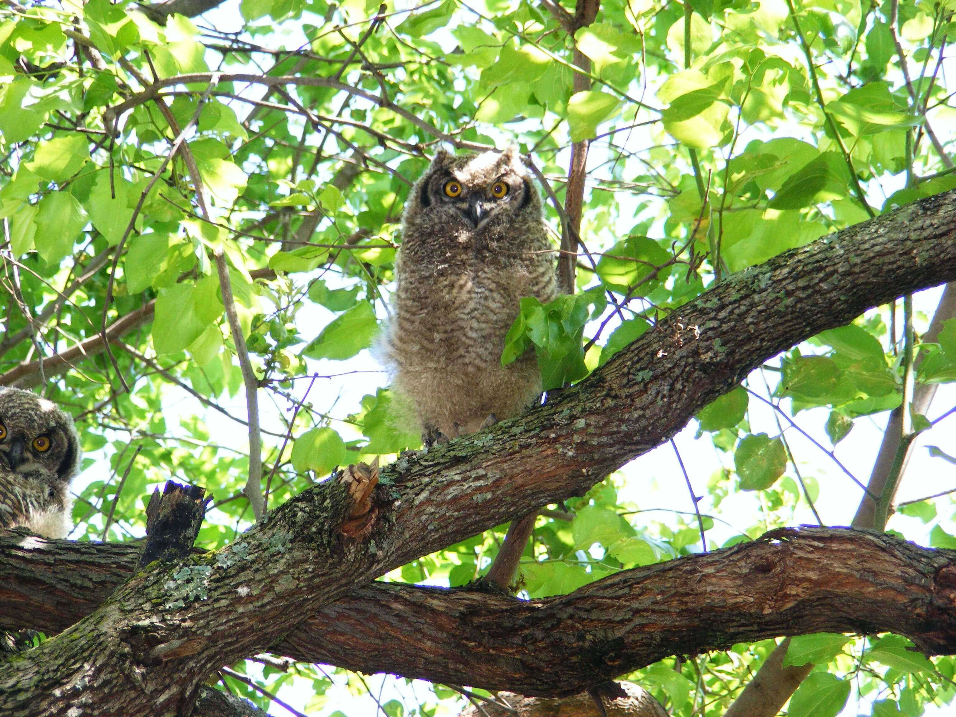 Mokoya-Owls